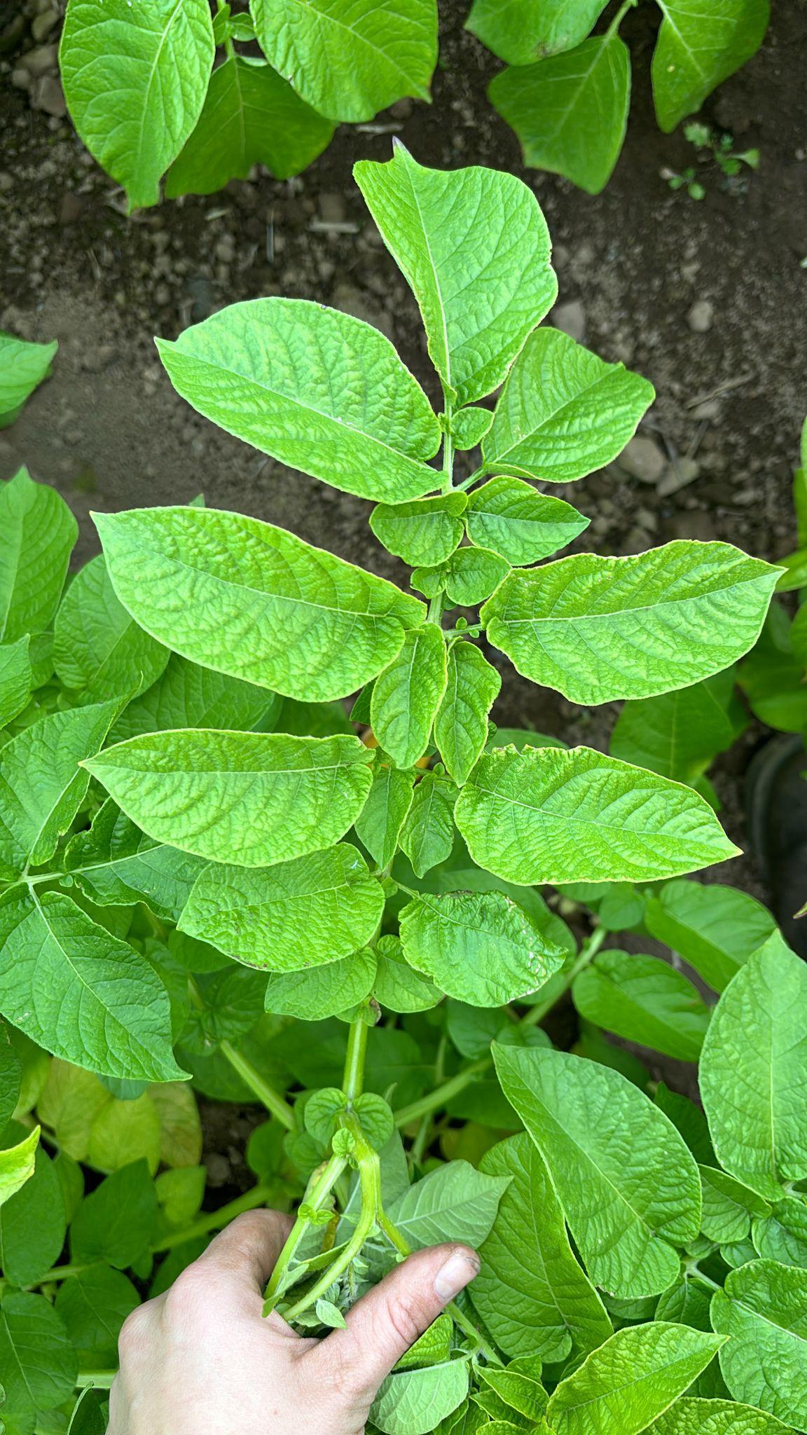 Soraya Leaf