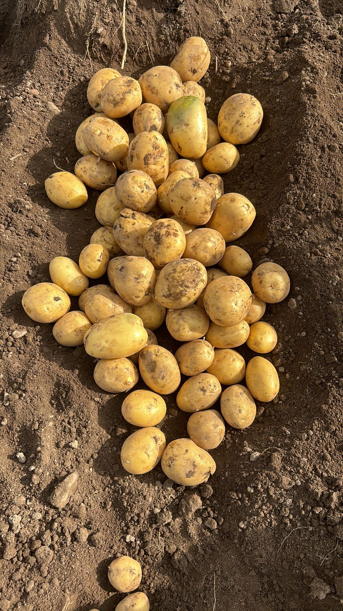 Soraya Additional Photo 1